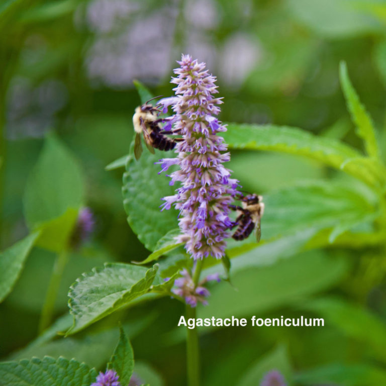 Agastache foeniculum: Pollinator and butterfly magnet!  Goldfinch feast on seeds!  Easy to grow and deer resistant