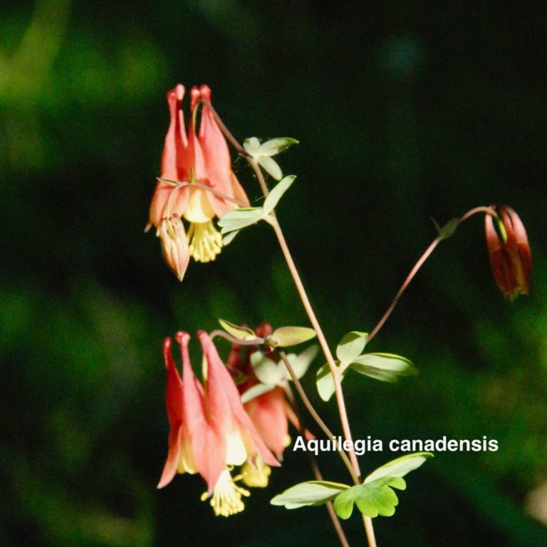 Aquilegia canadensis: Shade loving Important early season nectar plant for Hummingbirds, Butterflies and Bees