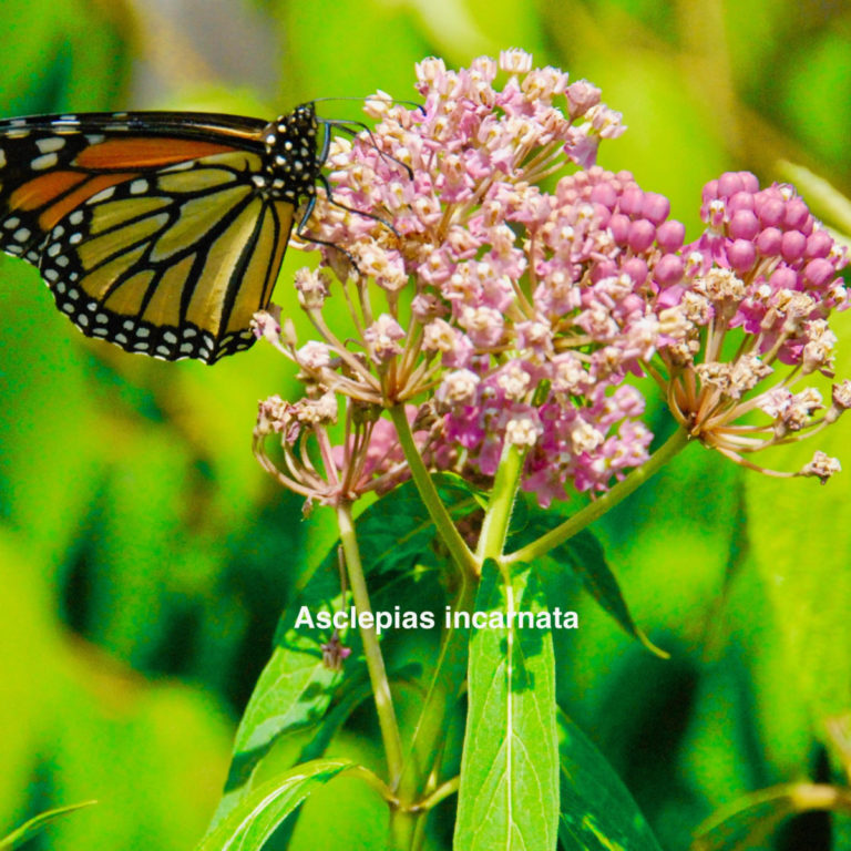 Asclepias incarnata: This plant does it all!  Easy to grow, deer resistant, Attracts beneficial insects, bees, butterflies and larval host to Monarch