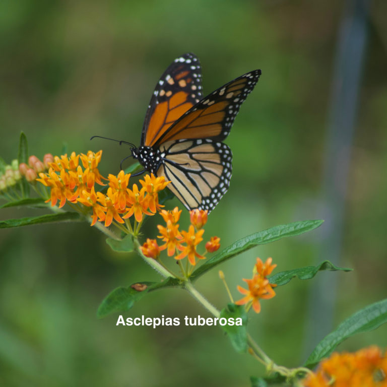 Asclepias tuberosa: Monarch Host plant loves sun and dryer soils