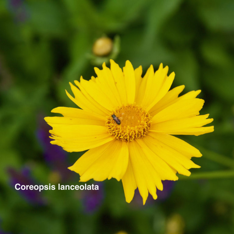 Coreopsis lanceolata: Durable and long blooming attracting a variety of pollinators and birds