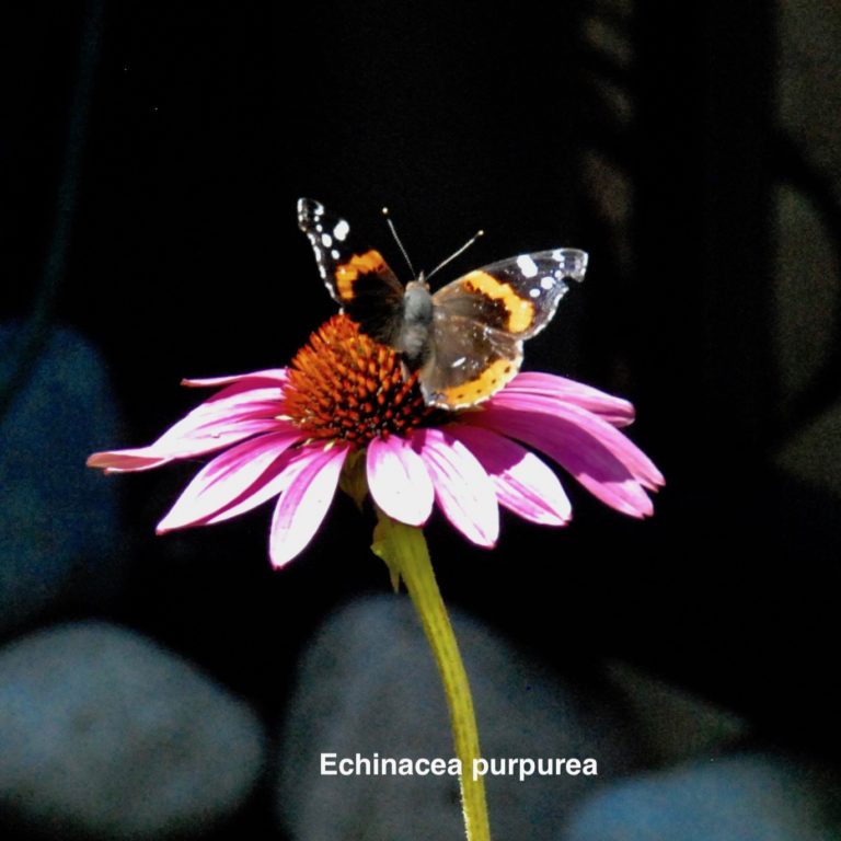 Echinacea purpurea: Easy to grow, Attracts wide variety of butterflies and bees, birds eat seeds