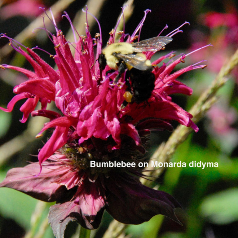 Monarda didyma: Hummingbirds, Swallowtails and Bees love this easy to grow plant
