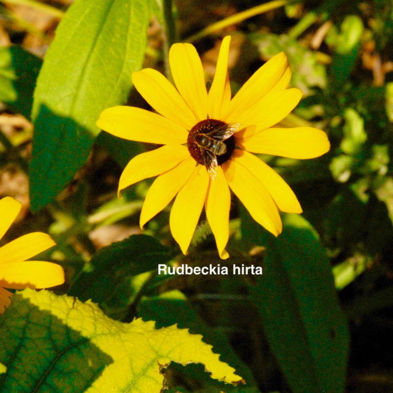 Rudbeckia hirta: Easy to grow, attracts butterflies, beneficial insects and seed loving birds, larval host Checkerspot butterfly