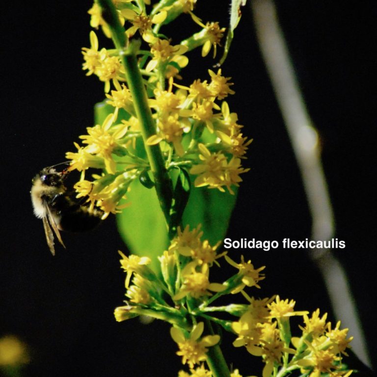 Solidago flexicaulis: Shade loving goldenrod providing late season nectar and pollen for bees and butterflies