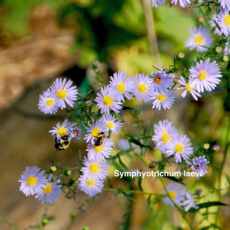 Symphyotrichum laeve: Easy to grow, long blooming late summer nectar and pollen source