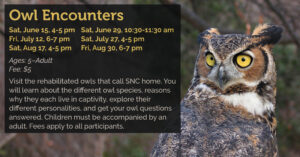 12 Owl Encounters 2024 Summer